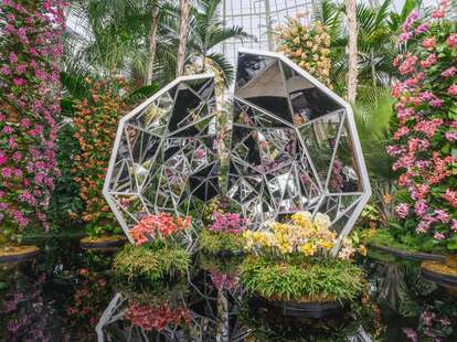 New York Botanical Garden orchid exhibition