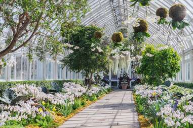 New York Botanical Garden orchid exhibition