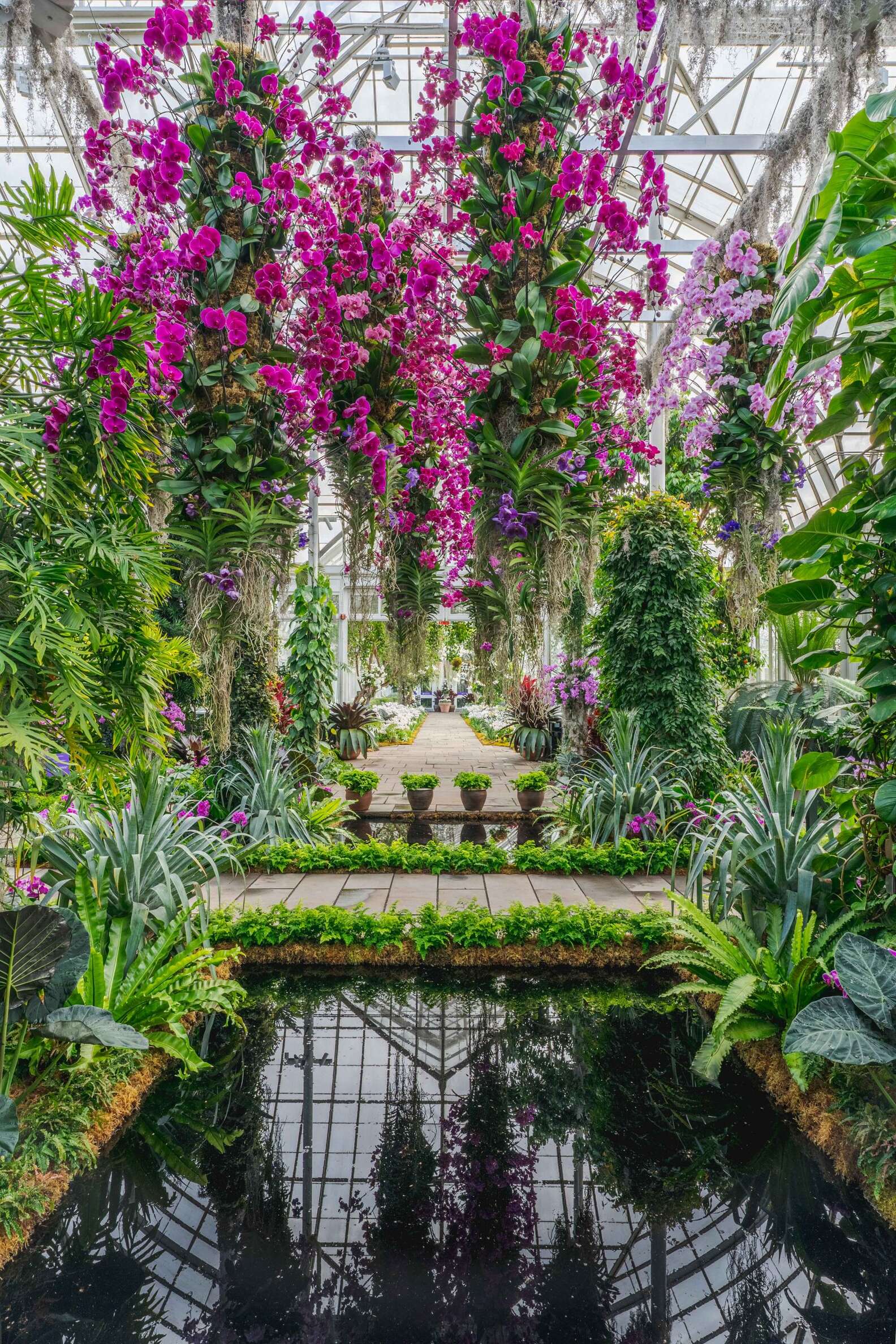 New York Botanical Garden Orchid Show Opens With Thousands of Flowers