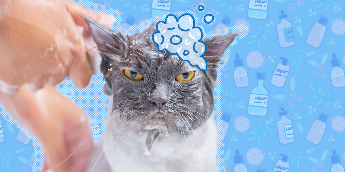Shampoo to top use on cats