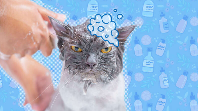 Cat shampoo for outlet sensitive skin