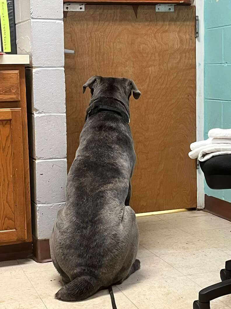 Dog waits at shelter door for his dad to come back