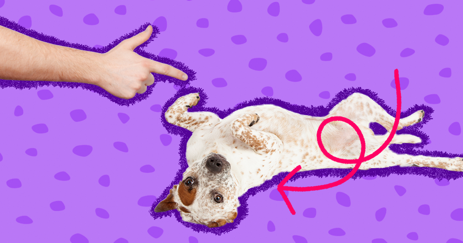 How To Teach A Dog To Play Dead DodoWell The Dodo