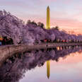DC cherry blossom bloom peak 2023