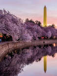 Here's When DC's Beautiful Cherry Blossom Bloom Will Peak This Month