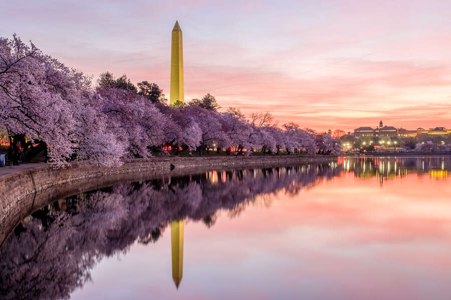 Cherry Blossom Festival DC 2022 When to Expect Peak Bloom This Year