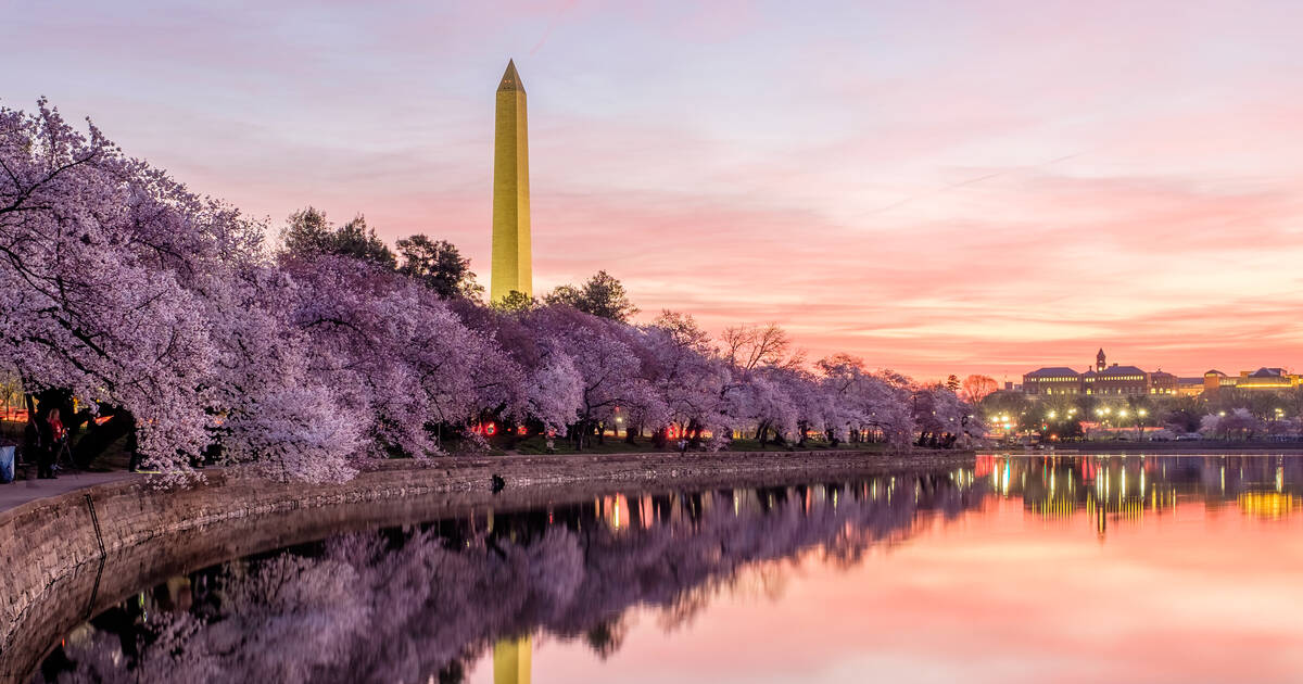 Cherry Blossom Festival in D.C. is under a month away: But peak bloom? -  Curbed DC