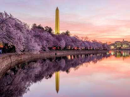 DC cherry blossom bloom peak 2023