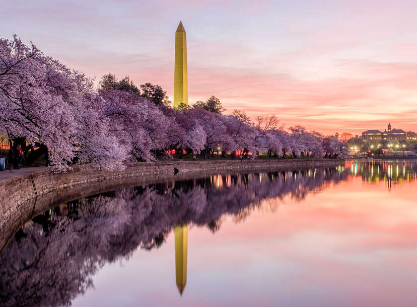 Cherry Blossom Festival DC 2023: Peak Bloom Has Arrived, How to See It -  Thrillist