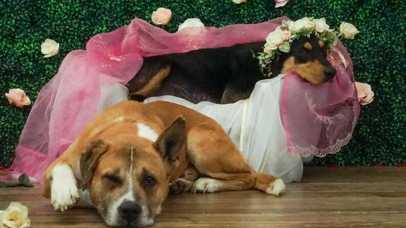 dog maternity shoot