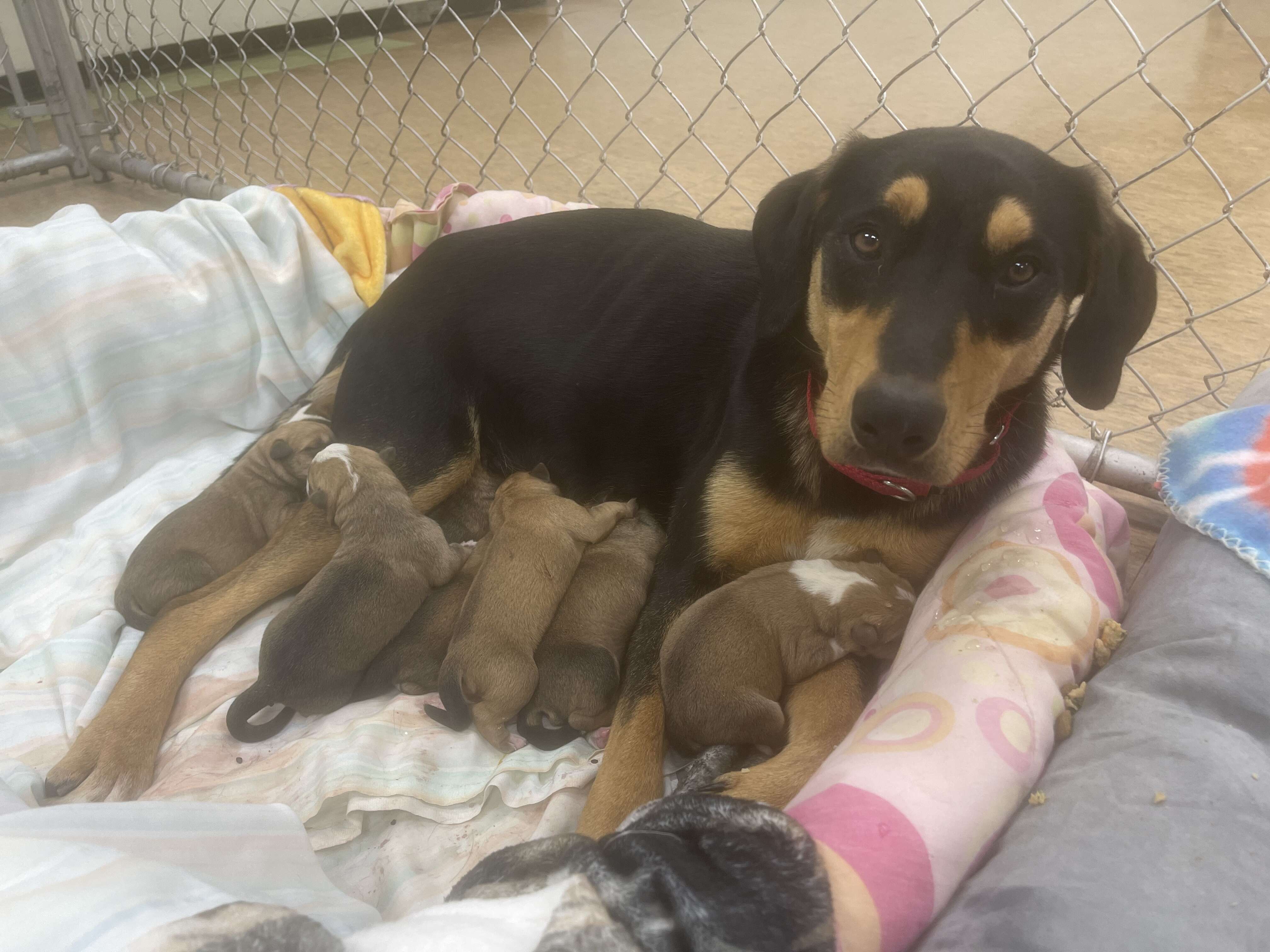 dog and her puppies