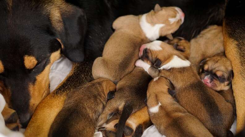 dog and her puppies