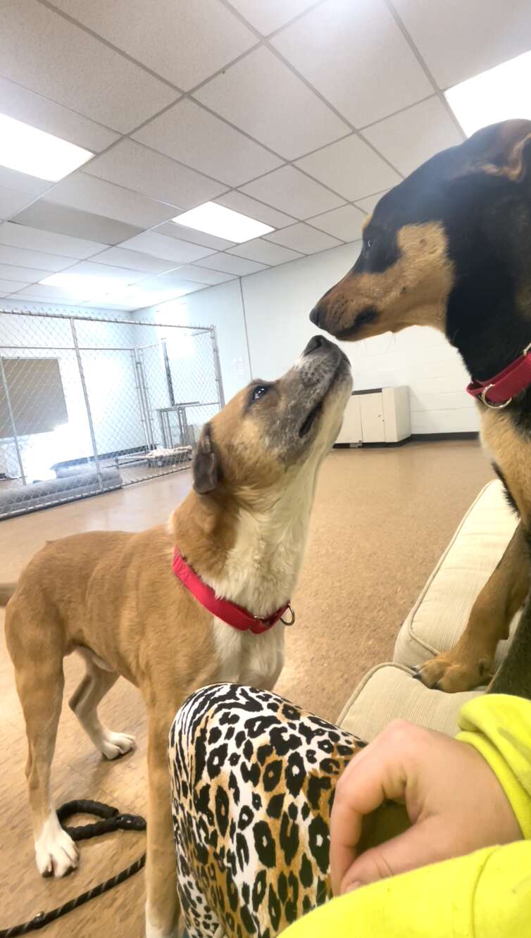 rescue dog couple