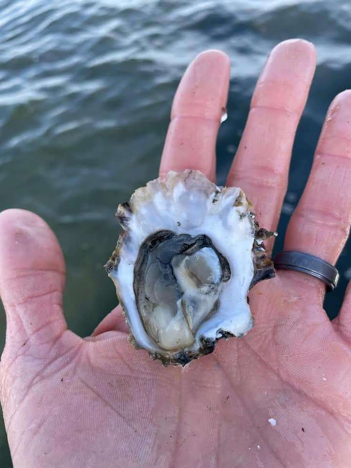 Jandy Oyster Company