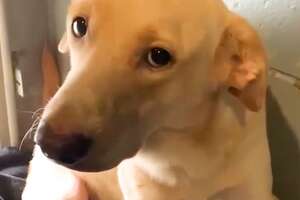 'Aggressive' Dog Loves Belly Rubs Now