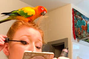 Parrot Has A Say In Every Single Thing His Mom Does — And She Loves It