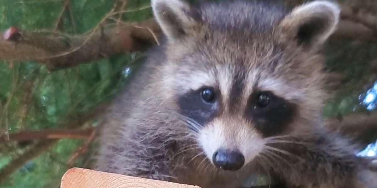 Raccoon Still Visits Her Favorite Human Years After She Was Released In ...