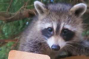 Raccoon Still Visits Her Favorite Human Years After She Was Released In The Wild