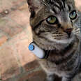 Guy Makes His Cat A Tiny Collar Camera To See What He's Up To Outside