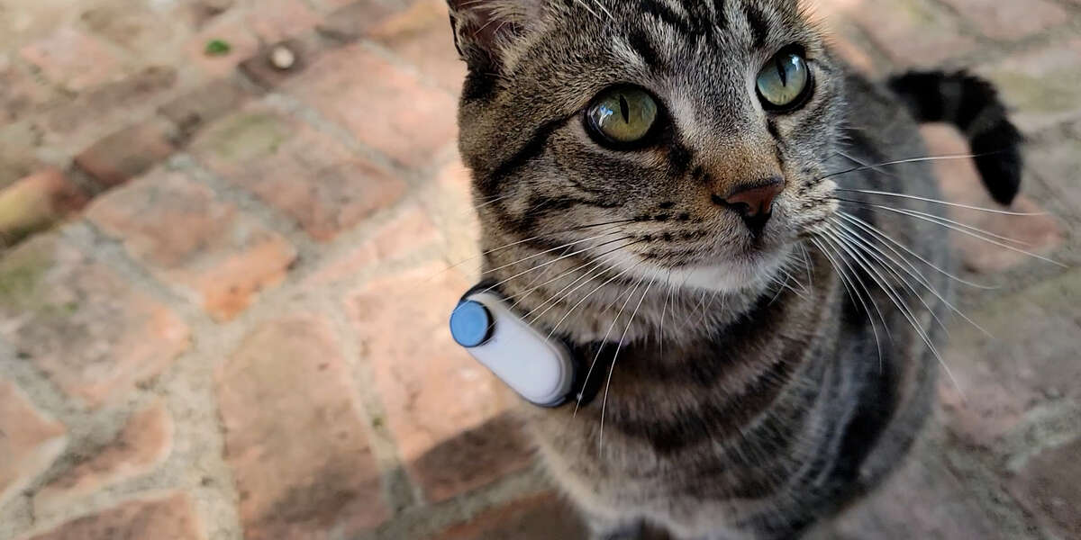 Guy Makes His Cat A Tiny Collar Camera To See What He's Up To Outside ...