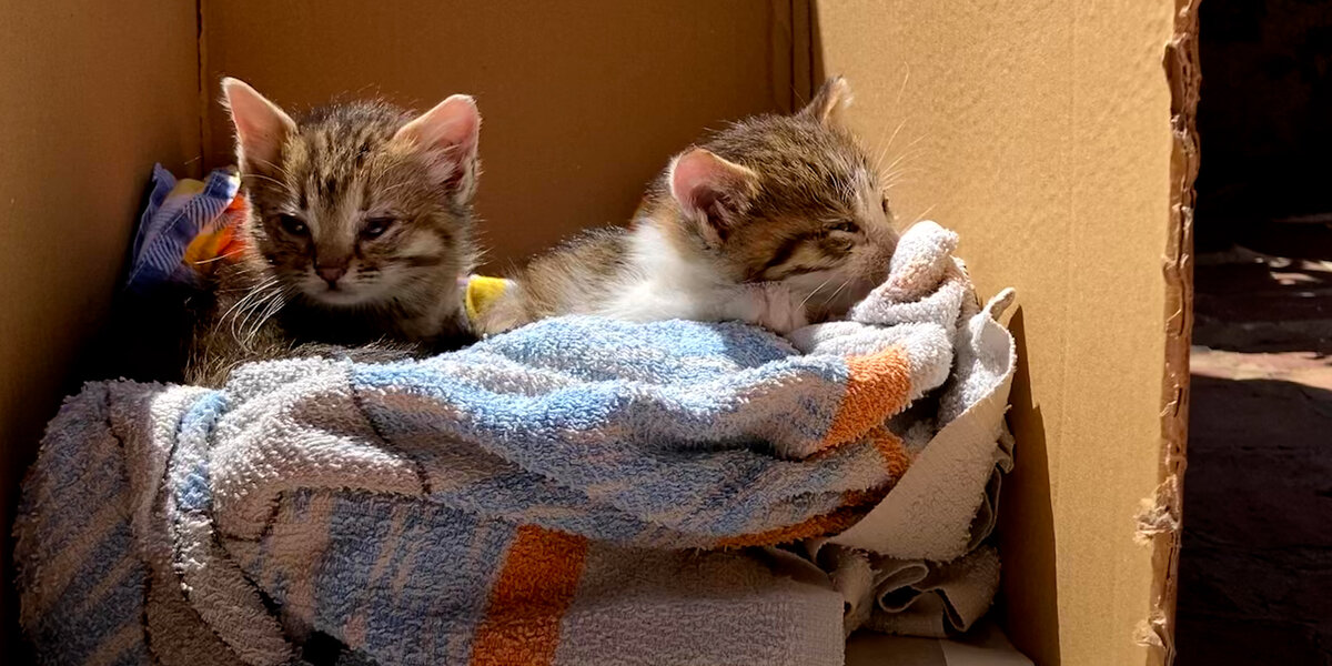 Rescue Kittens Love To Ride Around On Dad's Shoulders - Videos - The Dodo