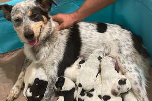 Pregnant Foster Dog Surprises Everyone With Her Tenth Puppy