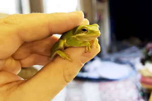 Guy Finds Tiny Frog In His Salad