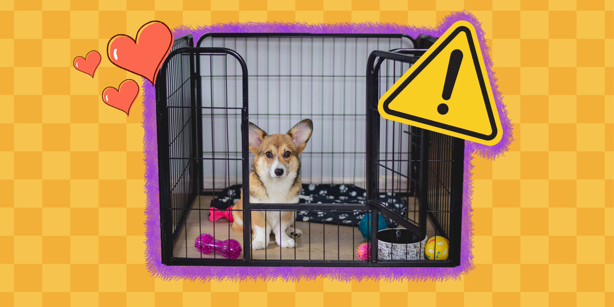 Dodo Proof How To Puppy-Proof Your House: 12 Tips That Really Work - DodoWell ...