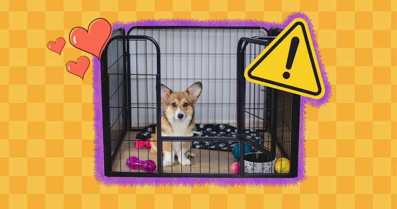 Puppy Proofing: How To Make Your Home Safe For Your New Puppy - DogTime