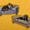 dog couches