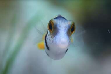 puff wonders of the reef puffer fish