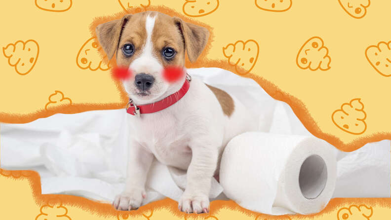 What to give clearance a puppy for diarrhea