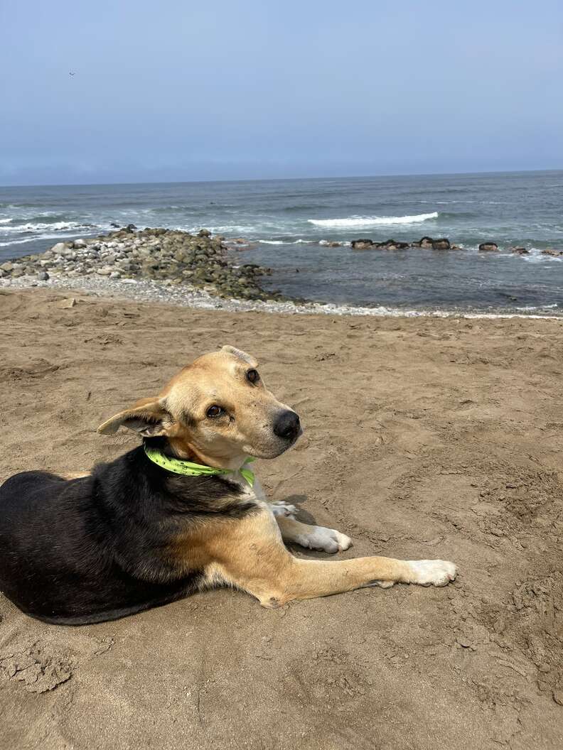 Dogs waits for owner at the beach who passed away