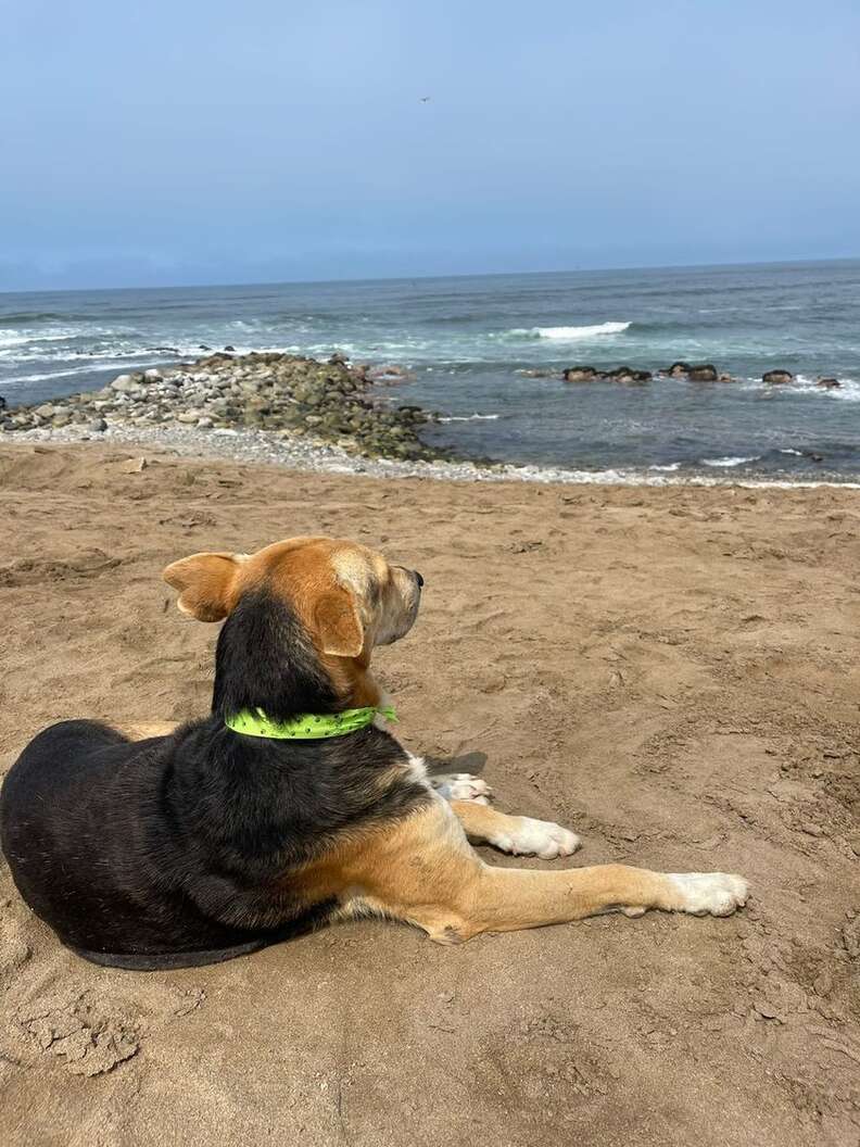 Dogs waits for owner at the beach who passed away