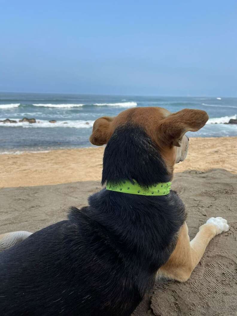 Dog waits for owner at the beach