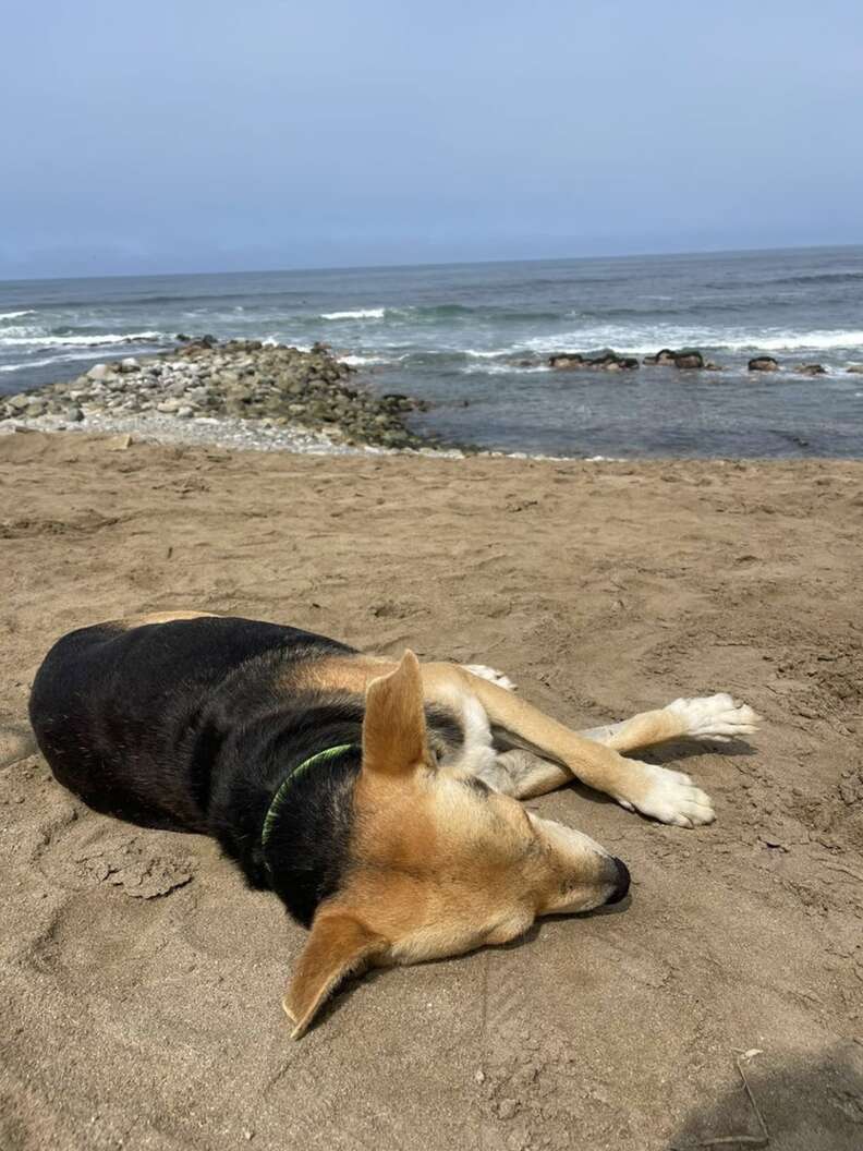 Dogs waits for owner at the beach who passed away