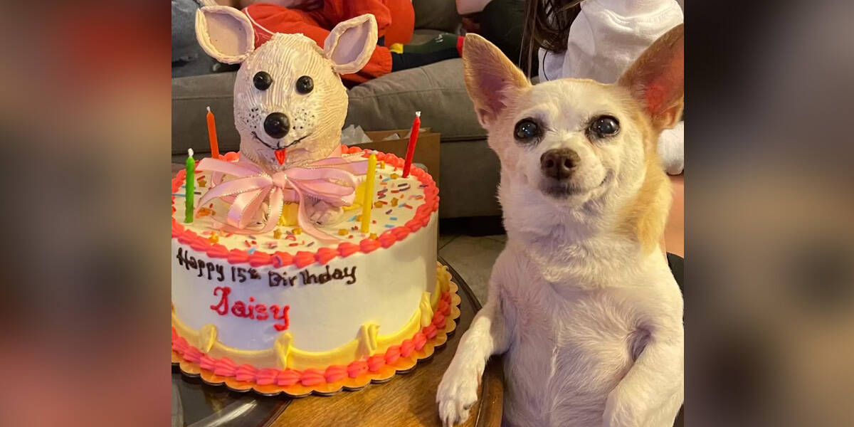 Little Dog Is So Happy That People Remembered Her Birthday - The Dodo