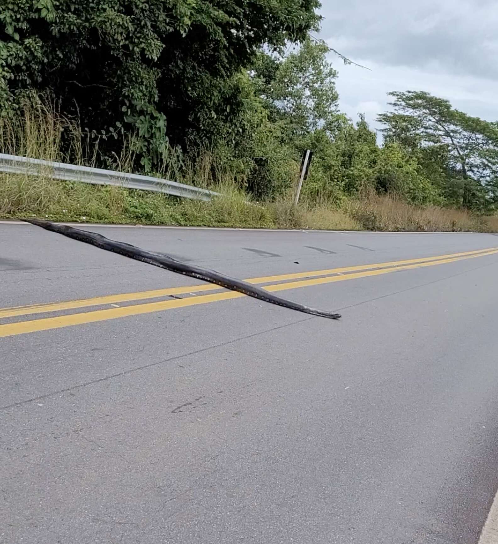 guy-stops-traffic-to-protect-an-enormous-snake-crossing-the-road-the-dodo