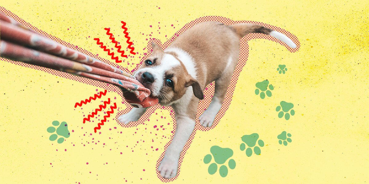 When Do Puppies Calm Down DodoWell The Dodo