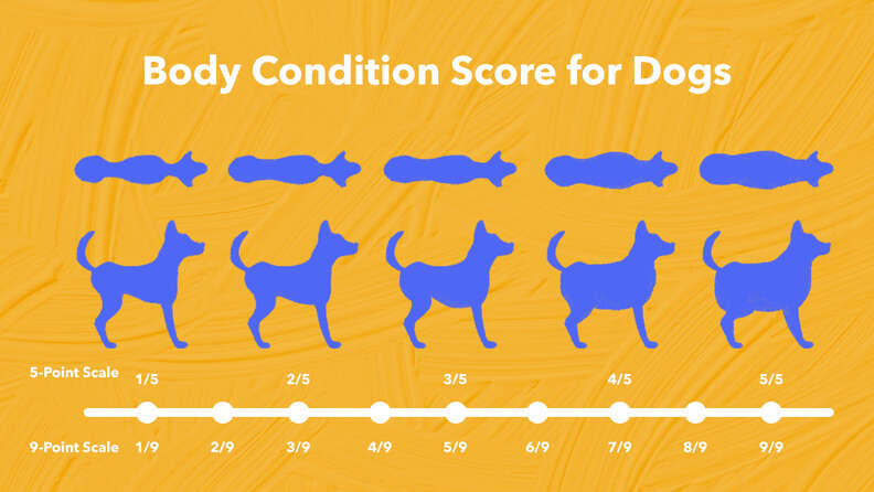 body condition score for dogs