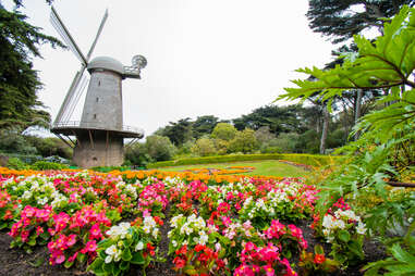 Dutch Windmill in Golden Gate Park