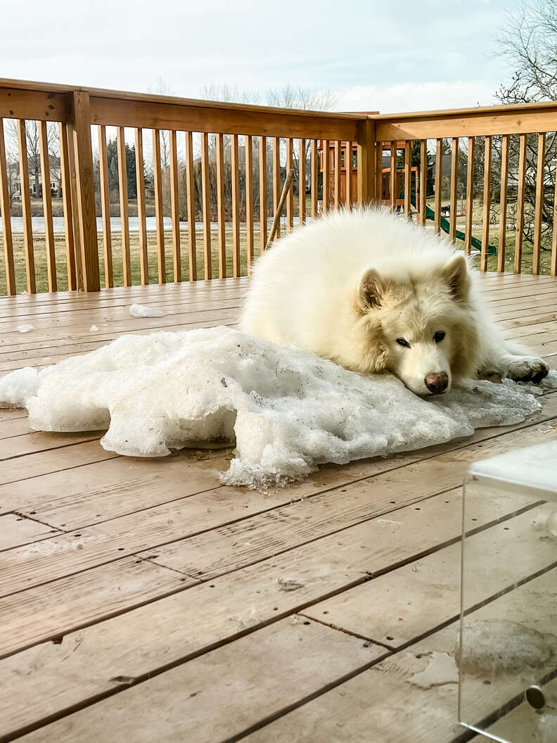 dog in snow pile