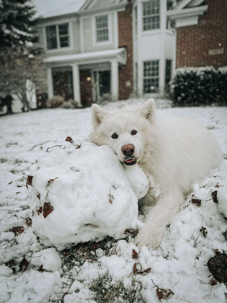 dog in the snow