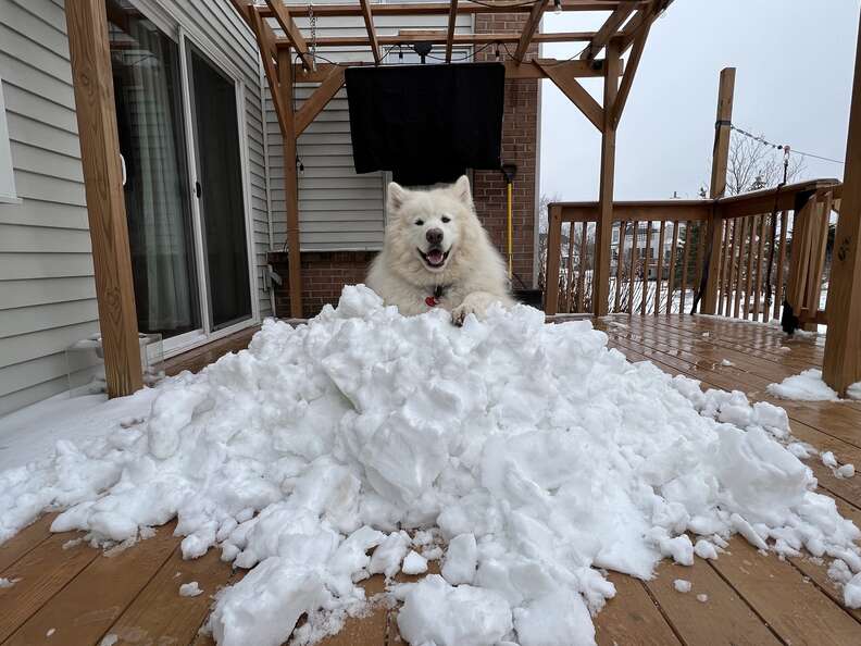 dog on a snow pile
