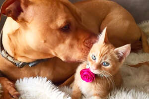 Bubba The Dog Loves His Friend Rue The Cat — And Looks Like Her Too