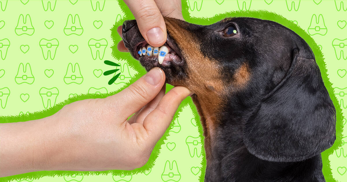 Dog store wearing braces