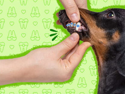 Dog braces near deals me