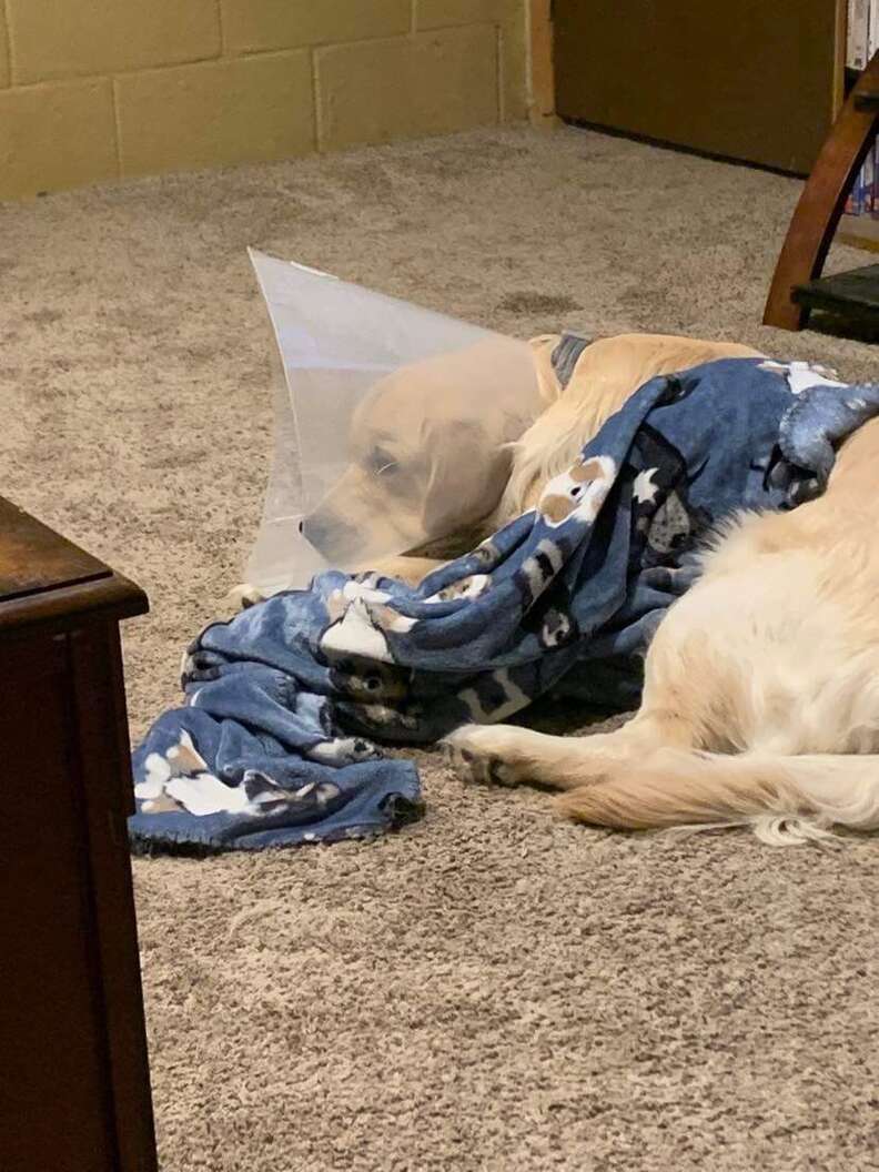 dog in a cone