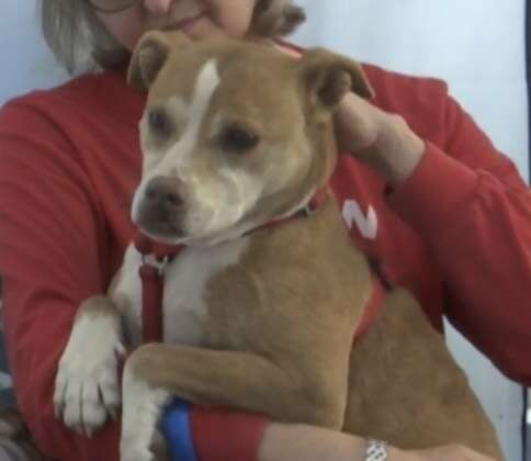 dog needs a home