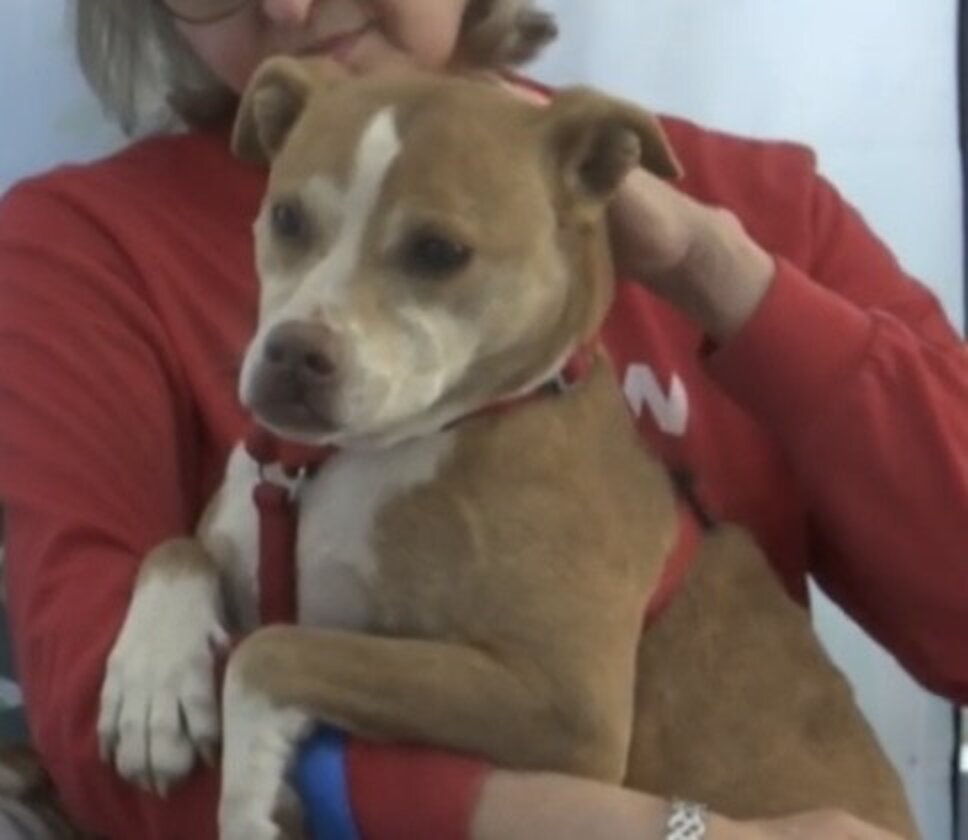 Dog Has Been Waiting For A Home For 7 Years - The Dodo